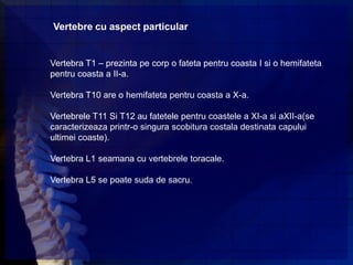 Vertebre cu aspect particular


Vertebra T1 – prezinta pe corp o fateta pentru coasta I si o hemifateta
pentru coasta a II-a.

Vertebra T10 are o hemifateta pentru coasta a X-a.

Vertebrele T11 Si T12 au fatetele pentru coastele a XI-a si aXII-a(se
caracterizeaza printr-o singura scobitura costala destinata capului
ultimei coaste).

Vertebra L1 seamana cu vertebrele toracale.

Vertebra L5 se poate suda de sacru.
 