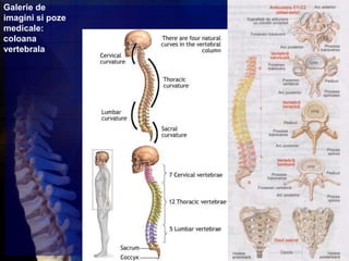Galerie de
imagini si poze
medicale:
coloana
vertebrala
 