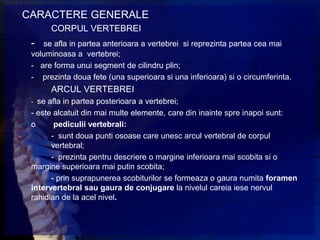 CARACTERE GENERALE
      CORPUL VERTEBREI
 -  se afla in partea anterioara a vertebrei si reprezinta partea cea mai
 voluminoasa a vertebrei;
 - are forma unui segment de cilindru plin;
 - prezinta doua fete (una superioara si una inferioara) si o circumferinta.
      ARCUL VERTEBREI
 - se afla in partea posterioara a vertebrei;
 - este alcatuit din mai multe elemente, care din inainte spre inapoi sunt:
 o      pediculii vertebrali:
       - sunt doua punti osoase care unesc arcul vertebral de corpul
       vertebral;
       - prezinta pentru descriere o margine inferioara mai scobita si o
 margine superioara mai putin scobita;
       - prin suprapunerea scobiturilor se formeaza o gaura numita foramen
 intervertebral sau gaura de conjugare la nivelul careia iese nervul
 rahidian de la acel nivel.
 