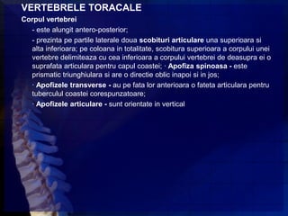 VERTEBRELE TORACALE
Corpul vertebrei
  - este alungit antero-posterior;
  - prezinta pe partile laterale doua scobituri articulare una superioara si
  alta inferioara; pe coloana in totalitate, scobitura superioara a corpului unei
  vertebre delimiteaza cu cea inferioara a corpului vertebrei de deasupra ei o
  suprafata articulara pentru capul coastei; · Apofiza spinoasa - este
  prismatic triunghiulara si are o directie oblic inapoi si in jos;
  · Apofizele transverse - au pe fata lor anterioara o fateta articulara pentru
  tuberculul coastei corespunzatoare;
  · Apofizele articulare - sunt orientate in vertical
 