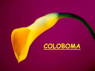 COLOBOMA
 