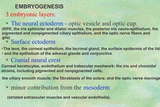 3 embryonic layers:
 The neural ectoderm - optic vesicle and optic cup.
 Surface ectoderm
 Cranial neural crest
 minor contribution from the mesoderm
(striated extraocular muscles and vascular endothelia).
EMBRYOGENESIS
(RPE, the iris sphincter and dilator muscles, the posterior iris neuro-epithelium, the
pigmented and nonpigmented ciliary epithelium, and the optic nerve fibers and
glia)
The lens, the corneal epithelium, the lacrimal gland, the surface epidermis of the lids
 and the epithelium of the adnexal glands and conjunctiva .
Corneal keratocytes, endothelium and trabecular meshwork; the iris and choroidal
stroma, including pigmented and nonpigmented cells;
the ciliary smooth muscle; the fibroblasts of the sclera; and the optic nerve meninge
 