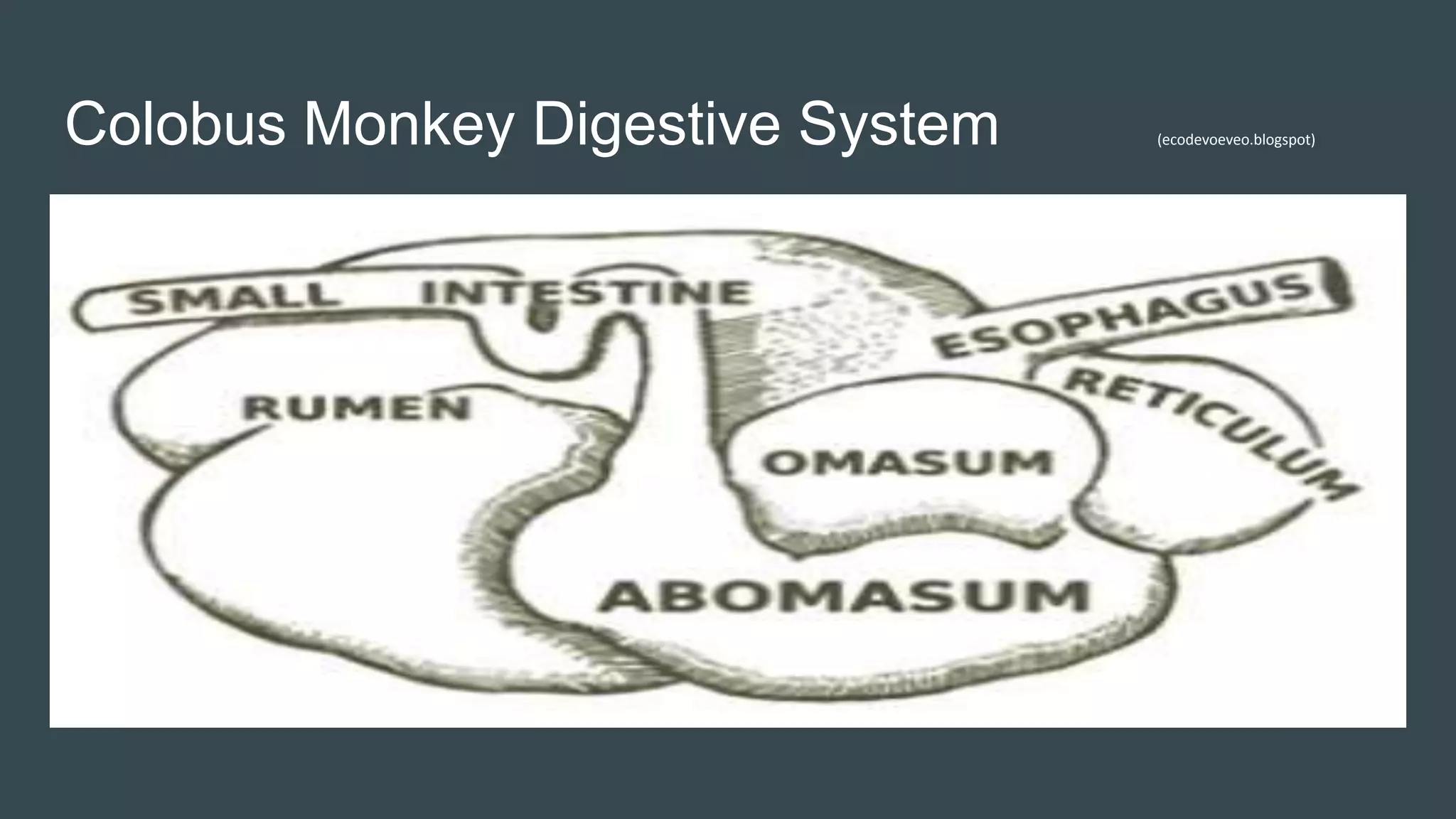 Colobus monkey vs. human | PPTX