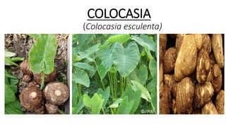 COLOCASIA
(Colocasia esculenta)
 