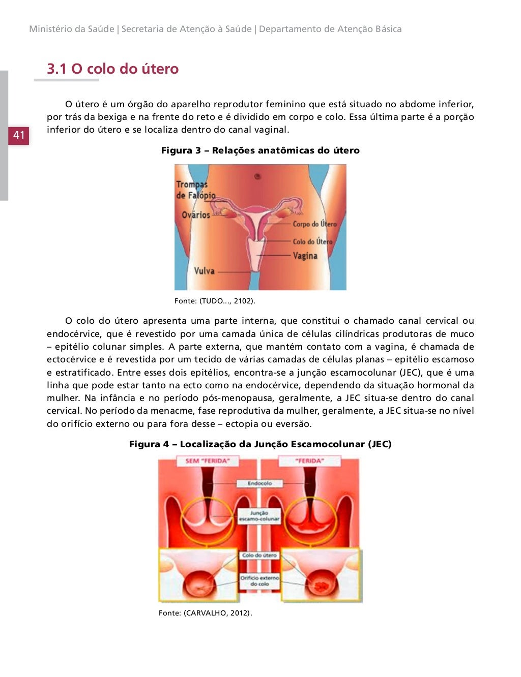 Medida Normal Do Colo Do Utero Na Gravidez