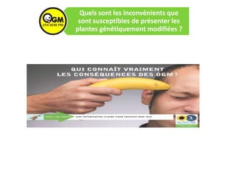 Quels sont les inconvénients que
sont susceptibles de présenter les
plantes génétiquement modifiées ?
 