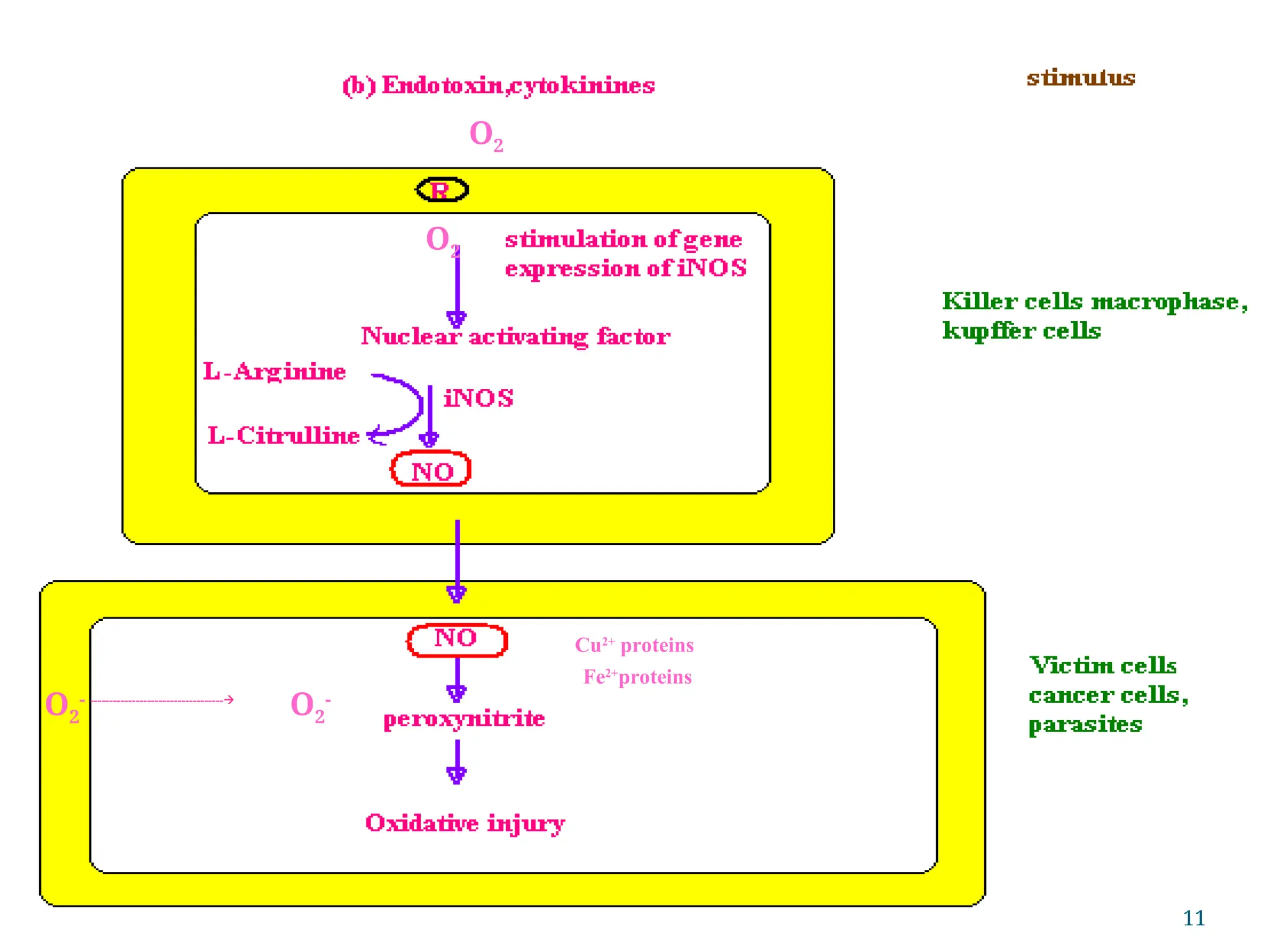 O2
-
O2
-
-----------------------------------
Cu2+
proteins
Fe2+
proteins
O2
O2
11
 