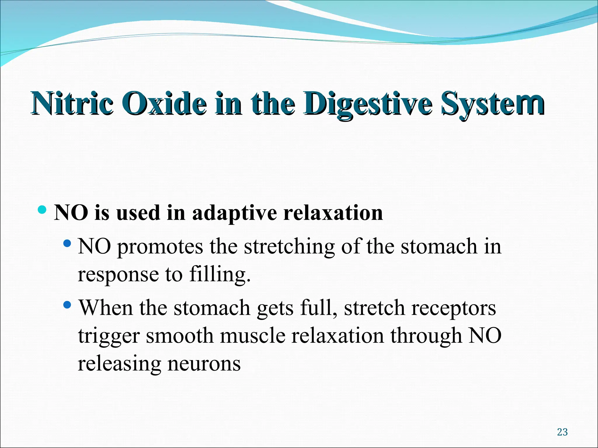 Nitric Oxide in the Digestive Syste
Nitric Oxide in the Digestive System
m
 NO is used in adaptive relaxation
 NO promotes the stretching of the stomach in
response to filling.
 When the stomach gets full, stretch receptors
trigger smooth muscle relaxation through NO
releasing neurons
23
 