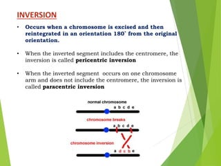 INVERSION
• Occurs when a chromosome is excised and then
reintegrated in an orientation 180˚ from the original
orientation.
• When the inverted segment includes the centromere, the
inversion is called pericentric inversion
• When the inverted segment occurs on one chromosome
arm and does not include the centromere, the inversion is
called paracentric inversion
 