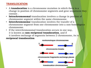 TRANSLOCATION
• A translocation is a chromosome mutation in which there is a
change in position of chromosome segments and gene sequences they
contain .
• Intrachromosomal translocation involves a change in position of
chromosome segment within the same chromosome.
• Interchromosomal translocation involves the transfer of a
chromosome segment from one chromosome into a non-homologous
chromosome.
• If the interchromosomal translocation occurs in one way,
it is known as non reciprocal translocation, and if
it involves exchange of segments between 2 chromosome, its is
reciprocal translocation
 