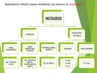 Substances which causes mutations are known as mutagens
MUTAGENS
CHEMICAL
BASE
ANALOGUES
Eg. 5 Bromo
uracil
BASE
MODIFYING
AGENTS
Eg. Alkytaing
agents,
hydroxylating
agents
INTERCALATING
AGENTS
Eg. Acridine,
RADIATION/
PHYSICAL
IONISING
X rays
α rays
Β rays
NON-IONISING
Uv rays
 