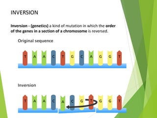 INVERSION
Inversion - (genetics) a kind of mutation in which the order
of the genes in a section of a chromosome is reversed.
 