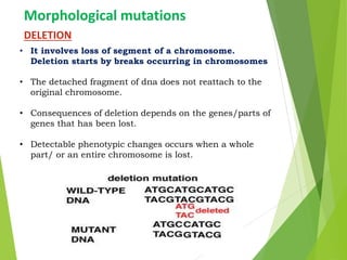 Morphological mutations
DELETION
• It involves loss of segment of a chromosome.
Deletion starts by breaks occurring in chromosomes
• The detached fragment of dna does not reattach to the
original chromosome.
• Consequences of deletion depends on the genes/parts of
genes that has been lost.
• Detectable phenotypic changes occurs when a whole
part/ or an entire chromosome is lost.
 