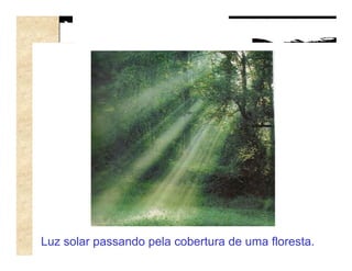 Luz solar passando pela cobertura de uma floresta.
 