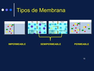 Tipos de Membrana
IMPERMEABLEIMPERMEABLE SEMIPERMEABLESEMIPERMEABLE PERMEABLEPERMEABLE
15
 