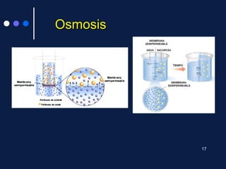 OsmosisOsmosis
17
 