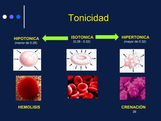 TonicidadTonicidad
ISOTONICAISOTONICA
(0.28 - 0.32)
HIPOTONICAHIPOTONICA
(menor de 0.28)
HIPERTONICAHIPERTONICA
(mayor de 0.32)
HEMOLISISHEMOLISIS CRENACIÓNCRENACIÓN
26
 