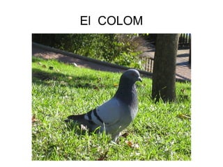 El COLOM
 