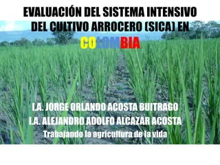 EVALUACIÓN DEL SISTEMA INTENSIVO
 DEL CULTIVO ARROCERO (SICA) EN
              COLOMBIA



  I.A. JORGE ORLANDO ACOSTA BUITRAGO
 I.A. ALEJANDRO ADOLFO ALCAZAR ACOSTA
    Trabajando la agricultura de la vida
 