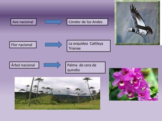 Ave nacional     Cóndor de los Andes




Flor nacional    La orquídea Cattleya
                 Trianae



Árbol nacional ...