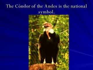 The Cóndor of the Andes is the national symbol. 