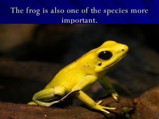 The frog is also one of the species more important. 