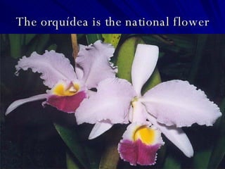 The orquídea is the national flower 