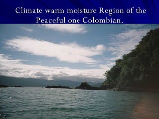 Climate warm moisture Region of the Peaceful one Colombian. 