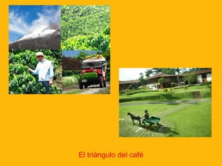 El triángulo del café
 