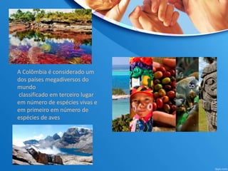 A Colômbia é considerado um
dos países megadiversos do
mundo
classificado em terceiro lugar
em número de espécies vivas e
em primeiro em número de
espécies de aves
 