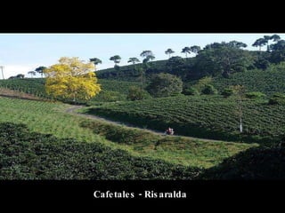 Cafetales - Risaralda 