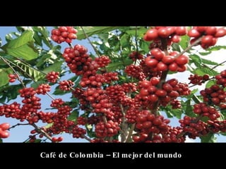 Café de Colombia – El mejor del mundo 