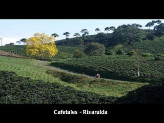 Cafetales - Risaralda 