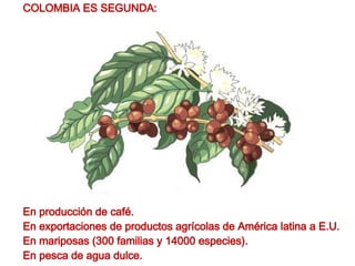 COLOMBIA ES SEGUNDA: En producción de café. En exportaciones de productos agrícolas de América latina a E.U. En mariposas (300 familias y 14000 especies). En pesca de agua dulce.   