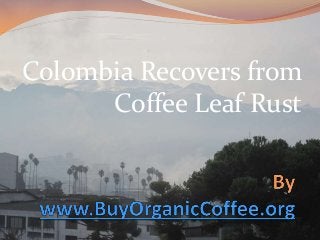 Colombia Recovers from
Coffee Leaf Rust

 