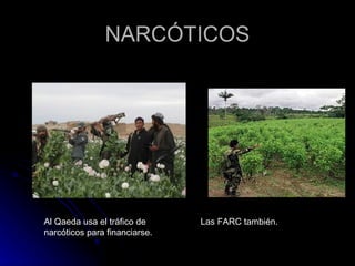 NARCÓTICOS Al Qaeda usa el tráfico de narcóticos para financiarse. Las FARC también. 