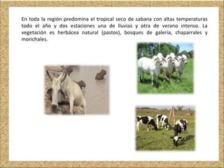 En toda la región predomina el tropical seco de sabana con altas temperaturas
todo el año y dos estaciones una de lluvias y otra de verano intenso. La
vegetación es herbácea natural (pastos), bosques de galería, chaparrales y
morichales.
 