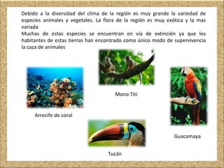 Debido a la diversidad del clima de la región es muy grande la variedad de
especies animales y vegetales. La flora de la región es muy exótica y la mas
variada
Muchas de estas especies se encuentran en vía de extinción ya que los
habitantes de estas tierras han encontrado como único modo de supervivencia
la caza de animales
Mono Titi
Guacamaya
Arrecife de coral
Tucán
 