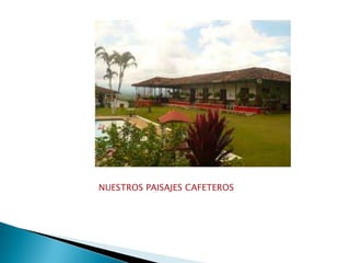 NUESTROS PAISAJES CAFETEROS
 
