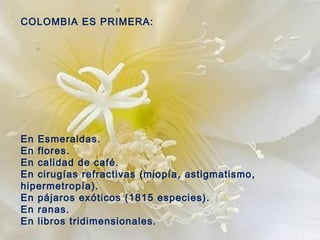 COLOMBIA ES PRIMERA: En Esmeraldas. En flores. En calidad de café. En cirugías refractivas (miopía, astigmatismo, hipermetropía). En pájaros exóticos (1815 especies). En ranas. En libros tridimensionales.   