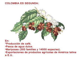 COLOMBIA ES SEGUNDA: En: *Producción de café. Pesca de agua dulce.   Mariposas (300 familias y 14000 especies). Exportaciones de productos agrícolas de América latina a E.U. 