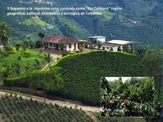 Y llegamos a la riquísima zona conocida como “Eje Cafetero” región
geográfica, cultural, económica y ecológica de Colombia
 