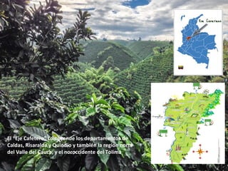 El “Eje Cafetero” comprende los departamentos de
Caldas, Risaralda y Quindío y también la región norte
del Valle del Cauca, y el noroccidente del Tolima
 