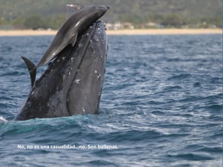 No, no es una casualidad…no. Son ballenas.
 