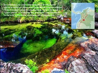 Enrumbando a los Llanos Orientales,cerca de Villavicenio
que es la capital del Departamento del Meta) podemos admirar
“Caño Cristales”, conocido popularmente como el río de los
“cinco colores” o “el arco iris que se derritió”. Esta ubicado en
la sierra de la Macarena, municipio del mismo nombre.
 