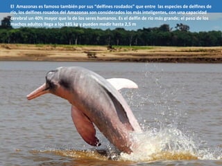El Amazonas es famoso también por sus “delfines rosdados” que entre las especies de delfines de
río, los delfines rosados del Amazonas son considerados los más inteligentes, con una capacidad​​
cerebral un 40% mayor que la de los seres humanos. Es el delfín de río más grande; el peso de los
machos adultos llega a los 185 kg y pueden medir hasta 2,5 m
 
