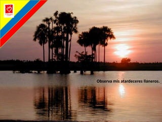 Observa mis atardeceres llaneros.