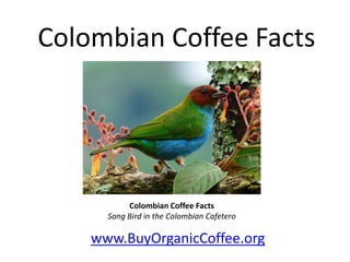 Colombian Coffee Facts

Colombian Coffee Facts
Song Bird in the Colombian Cafetero

www.BuyOrganicCoffee.org

 