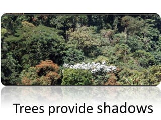 Trees provide shadows