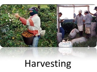Harvesting
